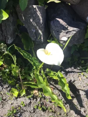 white flower in front of rocks